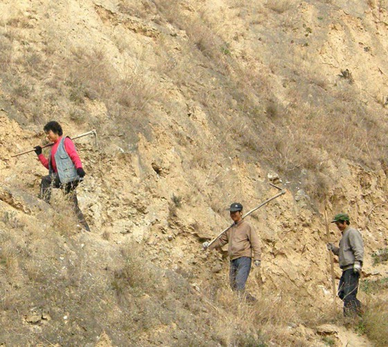 雖沒(méi)有十里桃林，漫山遍野的灼灼芳華。但我們有萬(wàn)畝國(guó)家級(jí)標(biāo)準(zhǔn)化油橄欖種植示范基地，漫山遍野，香氣撲鼻。畝是中國(guó)市制土地面積單位，一畝等于六十平..