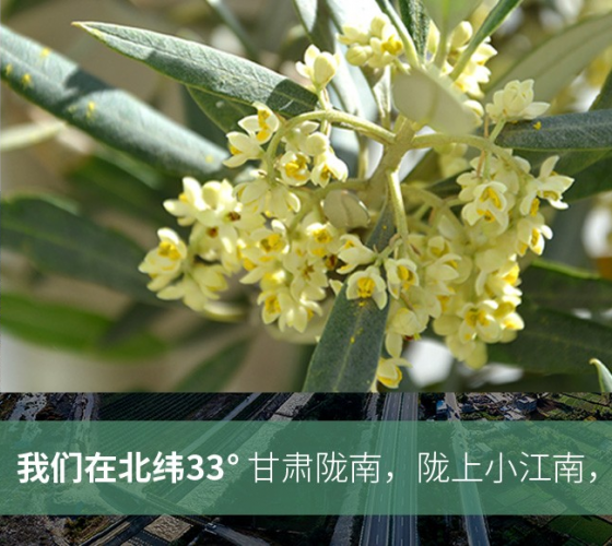 武都的氣候、土壤等與地中海沿岸極其相似，同處于世界頂級(jí)油橄欖黃金生產(chǎn)帶（32°58--33°36）年平均氣溫為14.7°，年日照時(shí)數(shù)1911..